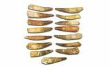 Clearance Lot: to Bargain Spinosaurus Teeth - Pieces #289407-1